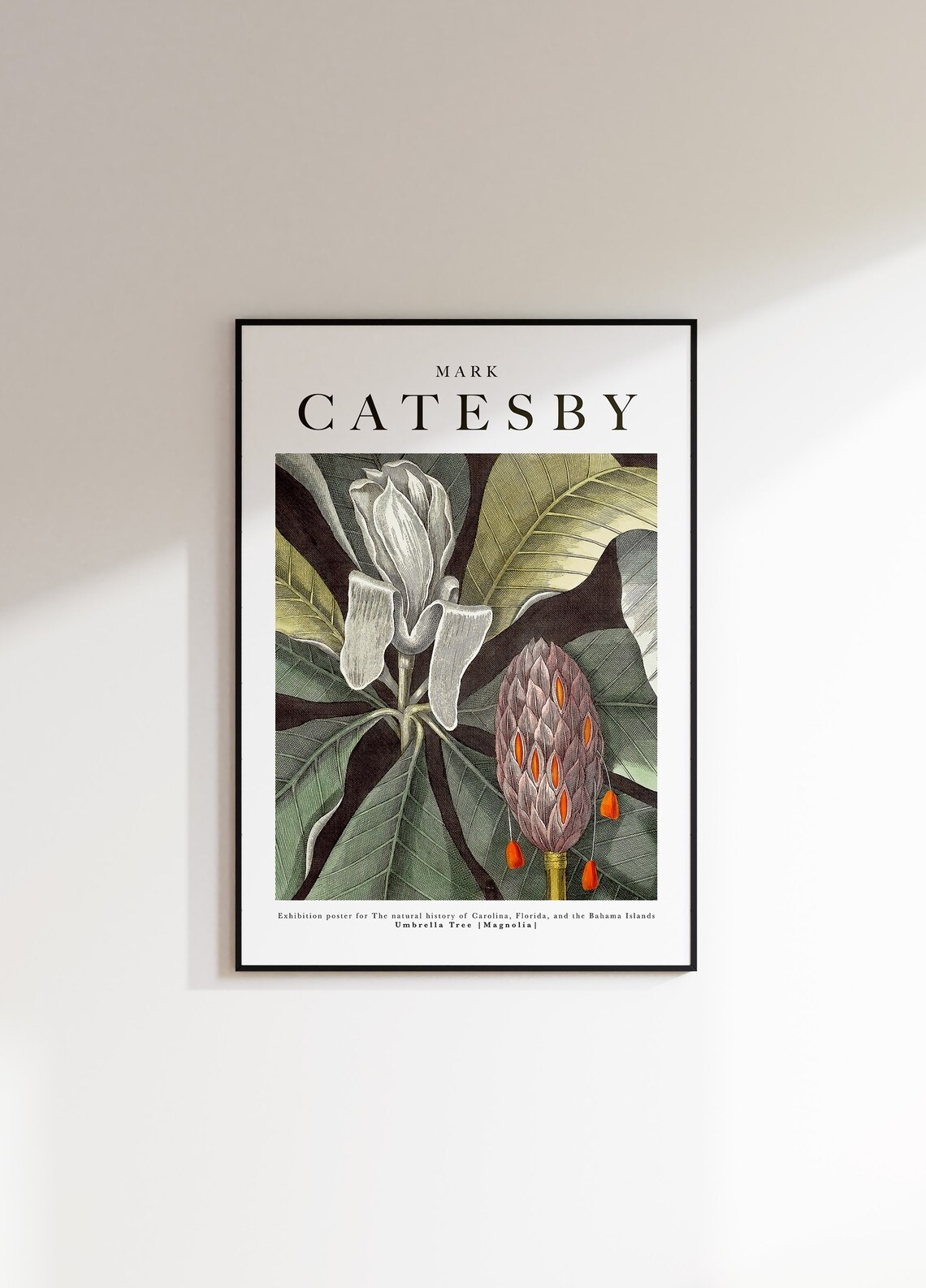 Affisch - Catesby