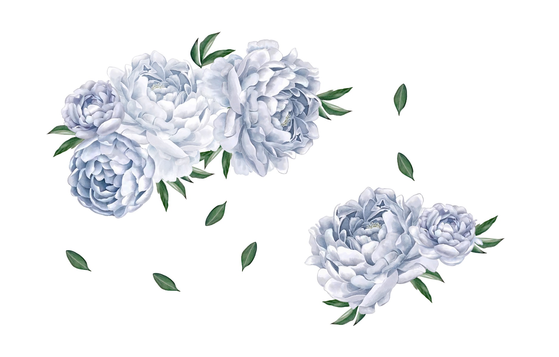 Väggdekal - Stora pionblommor
