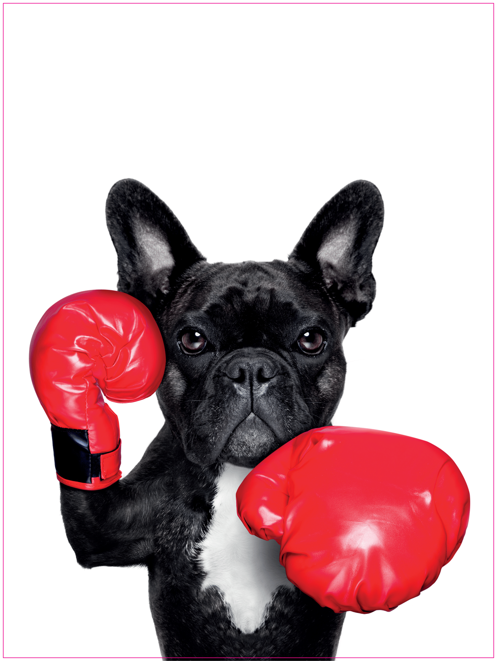 Poster - Boxningshund
