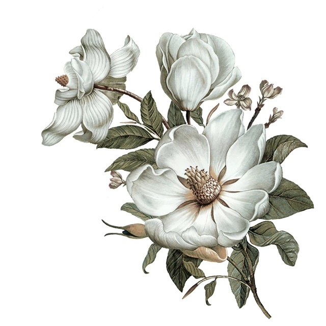 Väggdekal - Klassisk Magnolia / Vänster