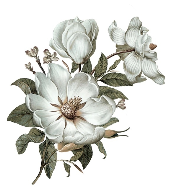 Väggdekal - Klassisk Magnolia / Höger
