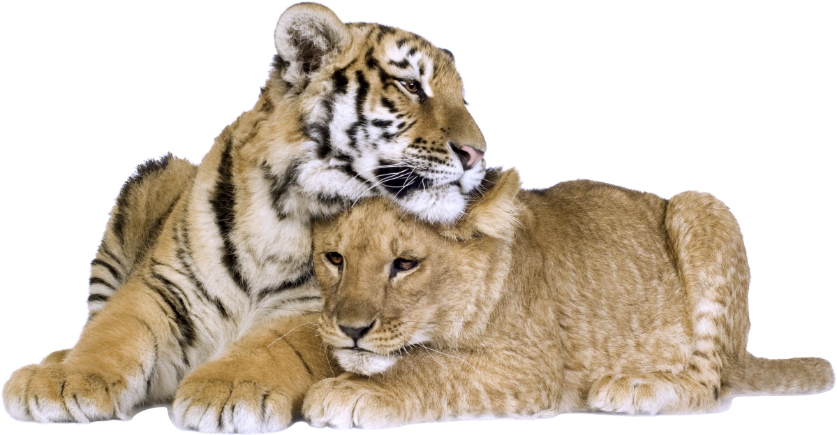Väggdekal - Tiger och Lion