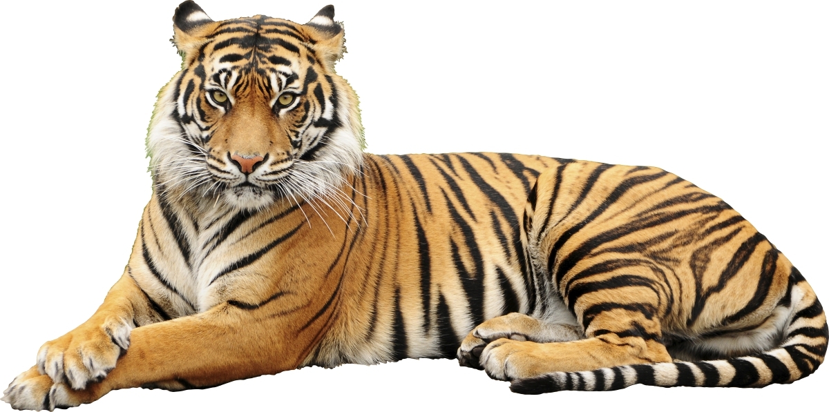 Väggdekal - Tiger / 02