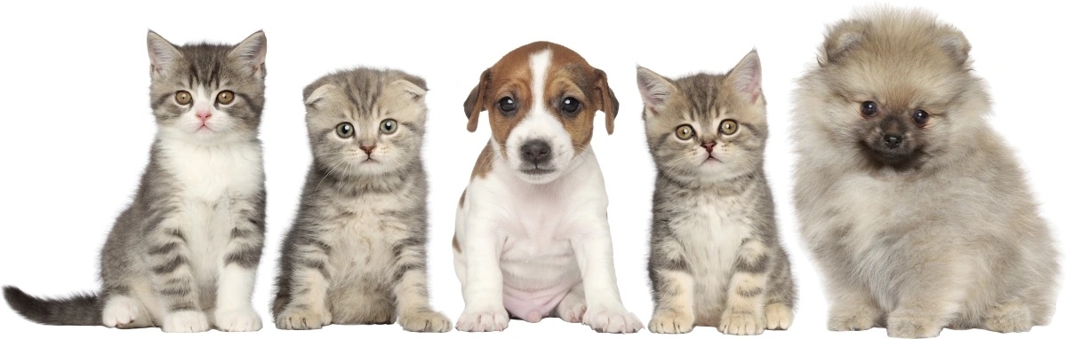 Väggdekal - Hund och katter