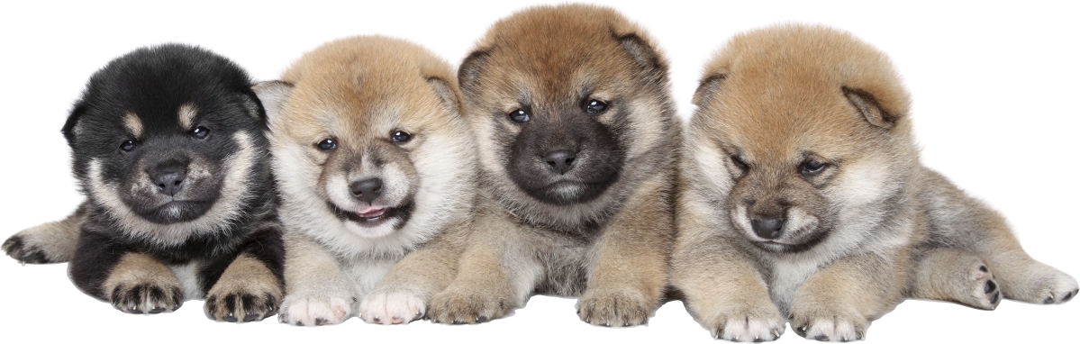Väggdekal - Shiba inu