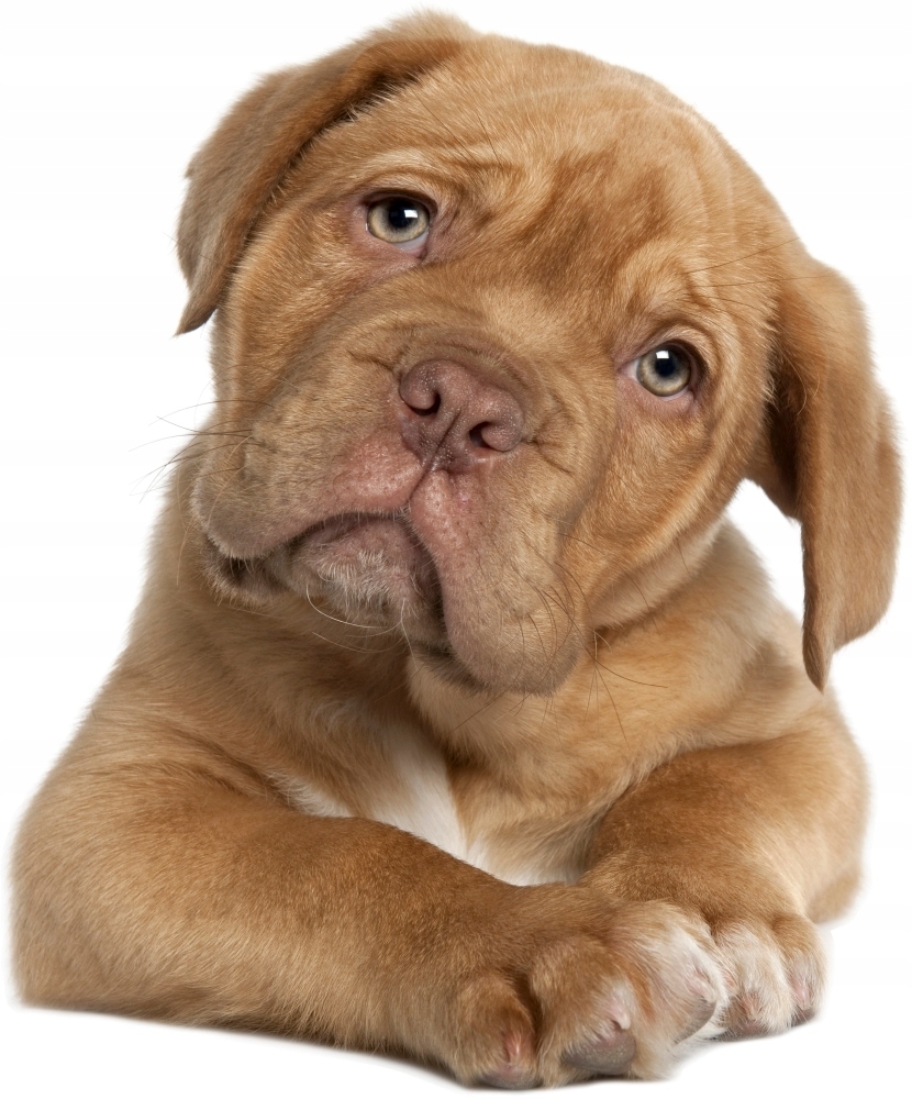 Väggdekal - Hund