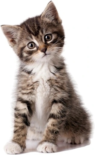 Väggdekal - katt