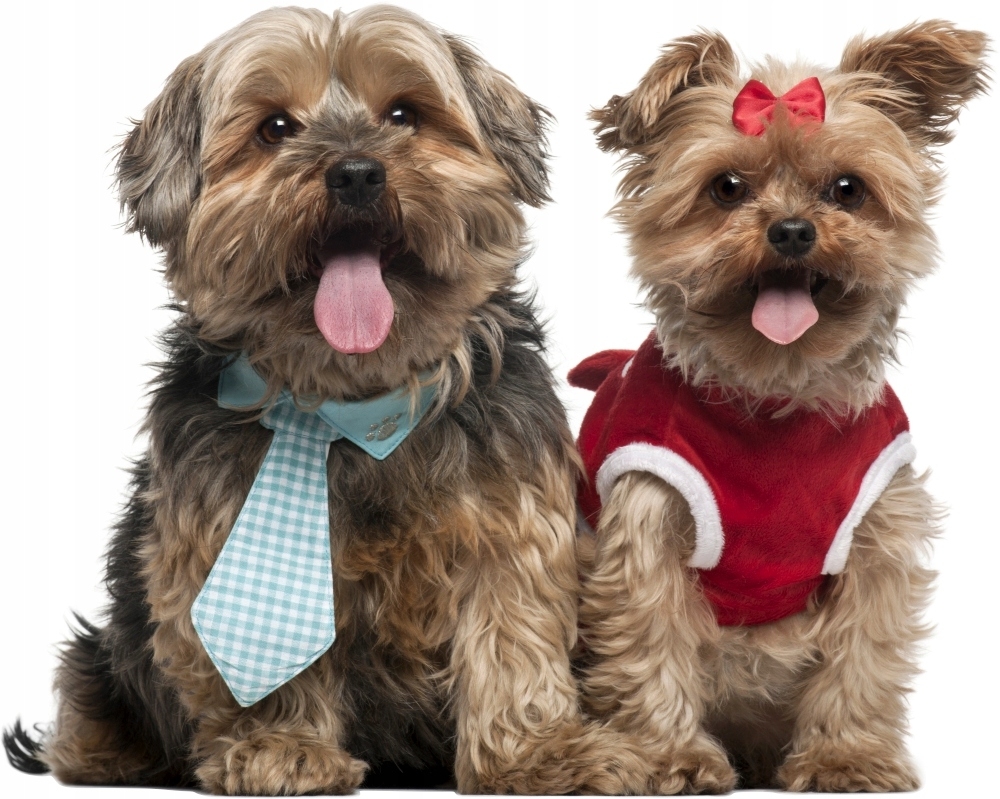 Väggdekal - Shih Tzu