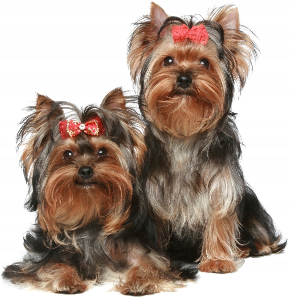 Väggdekal - Hundar Yorkie