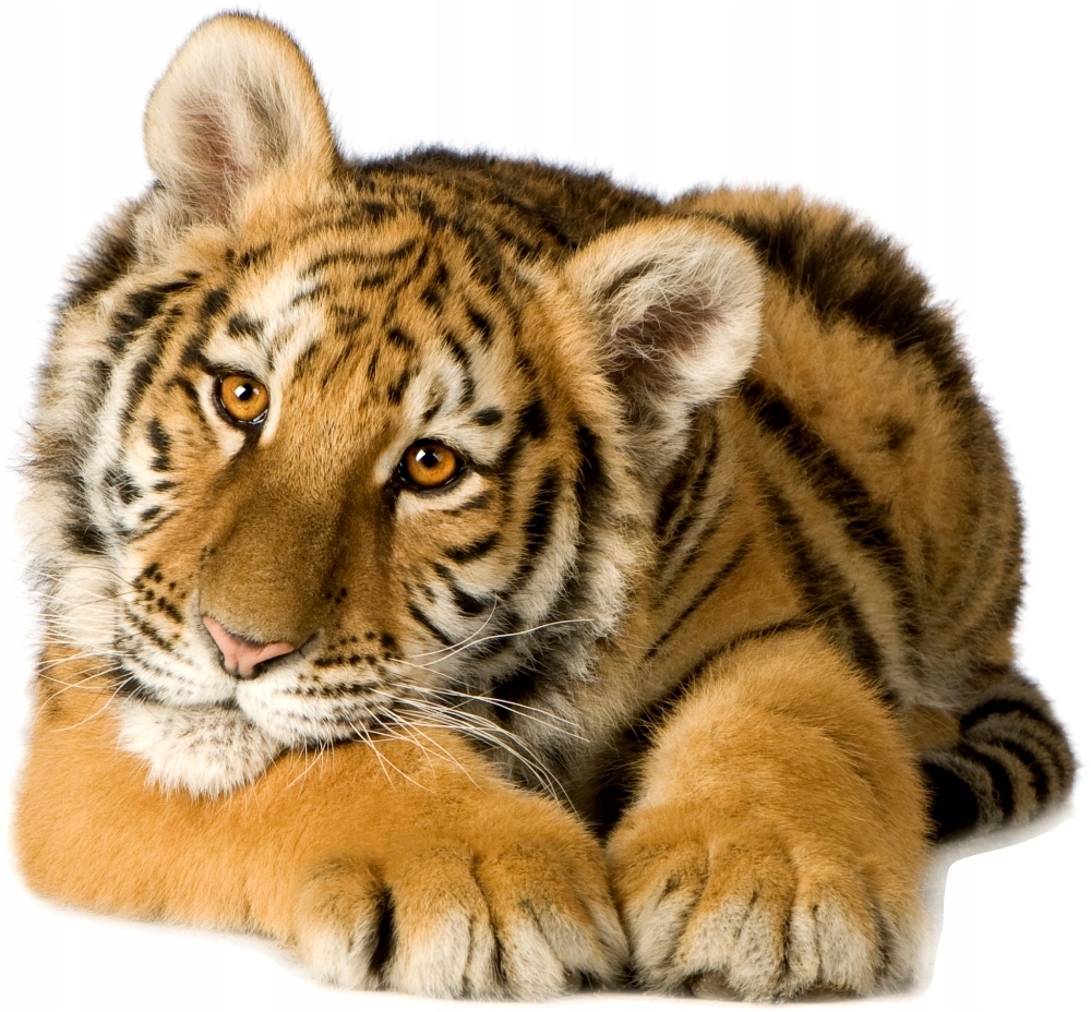 Väggdekal - Tiger
