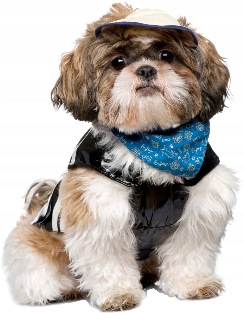 Väggdekal - Hund Shih Tzu