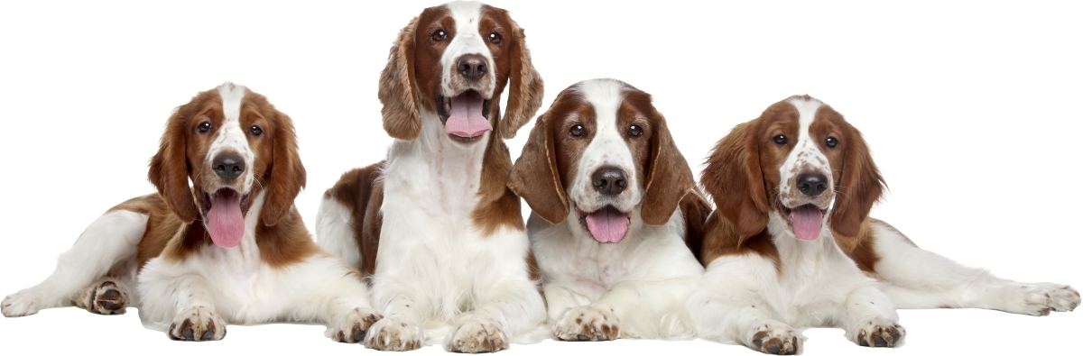 Väggdekal - Hundar Spaniel