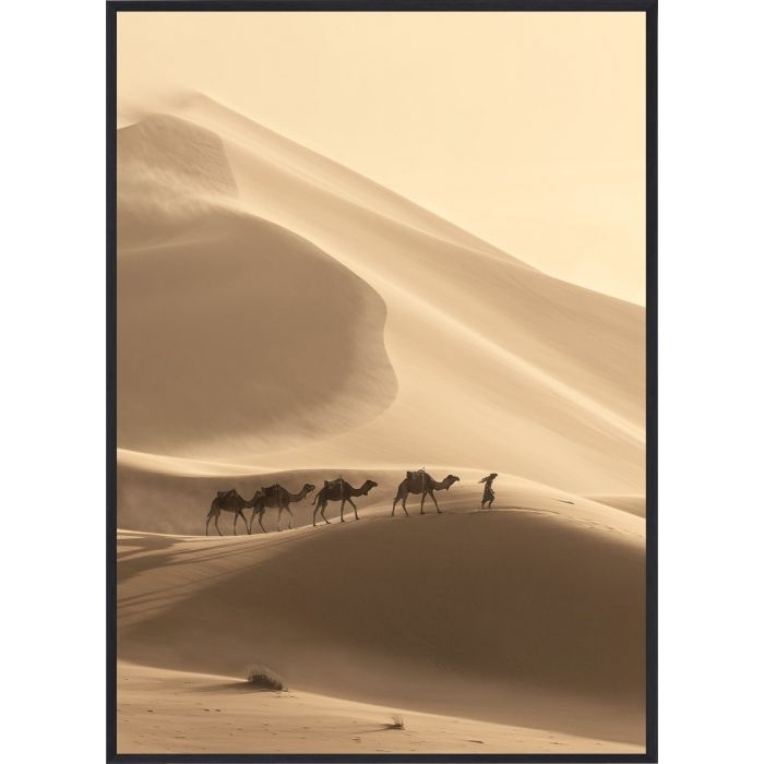 Poster - Desert Camels / Platt packad