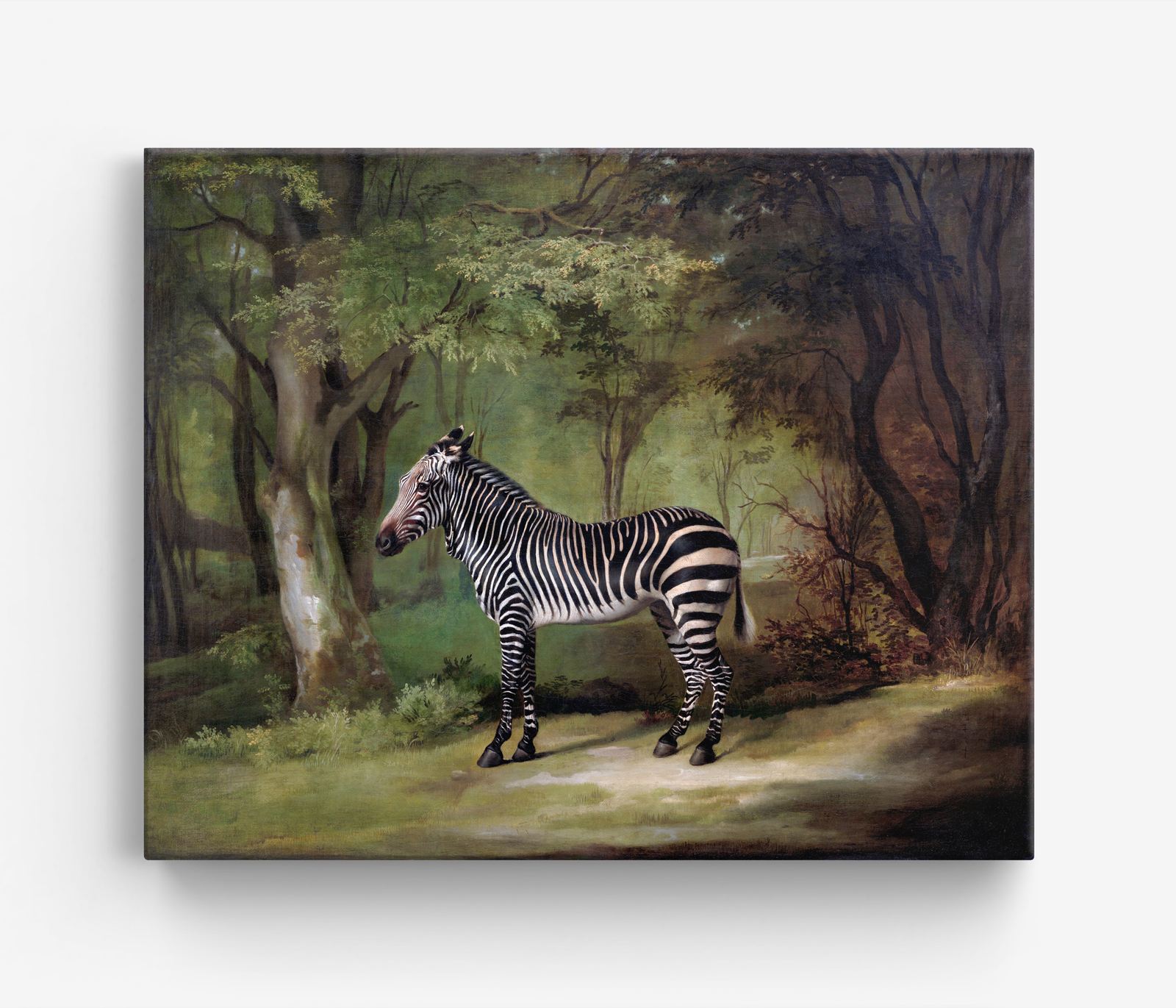 Zebra i vildmark Canvas