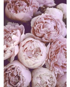 Affisch - Rosa Blommor