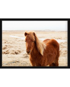 Affisch - Porträtt Islandshäst