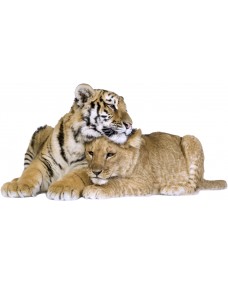 Väggdekal - Tiger och Lion