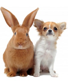 Väggdekal - Hund och kanin