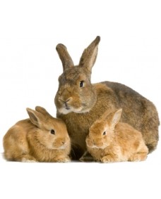 Väggdekal - Kaniner