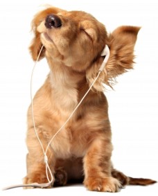 Väggdekal - Hund i hörlurar