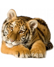 Väggdekal - Tiger