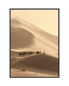 Poster - Desert Camels / Platt packad
