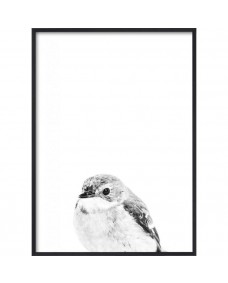 Poster - B&W Little Bird / Platt packad