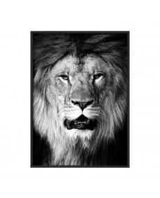 Poster - B&W Lion /  Platt packad