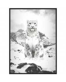 Poster - B&W White Lynx / Platt packad