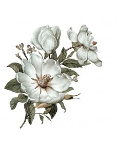 Väggdekal - Klassisk Magnolia / Vänster