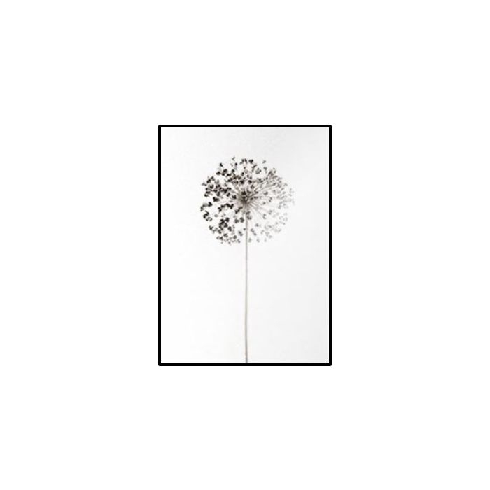 Poster - B&W Nature Maskros / Platt packad