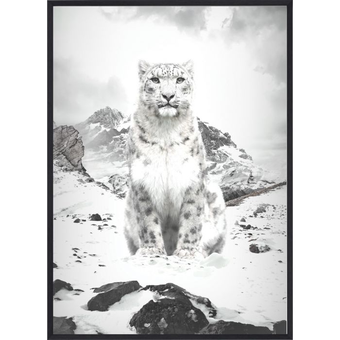 Poster - B&W White Lynx / Platt packad
