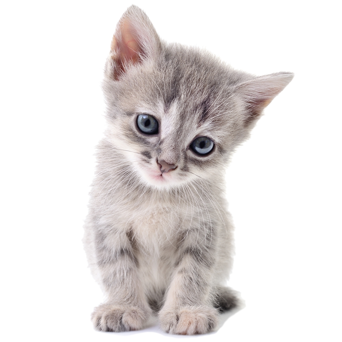 Väggdekal - Kattunge