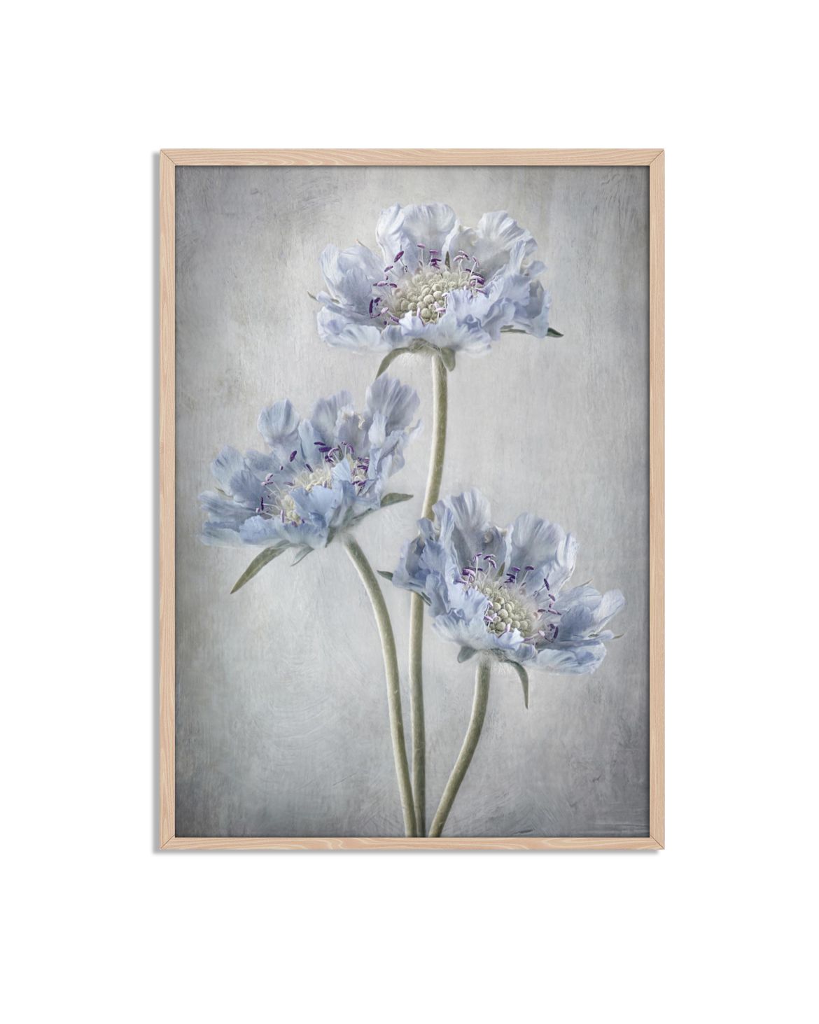 Blå Blommor Affisch