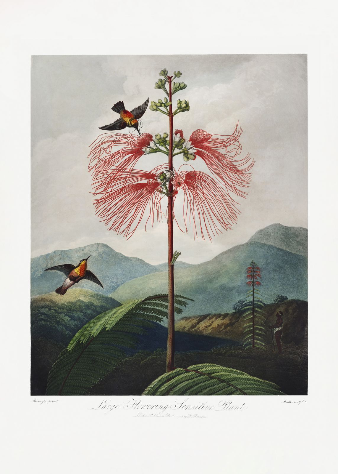 Poster - Stor Blommande Känslig Växt