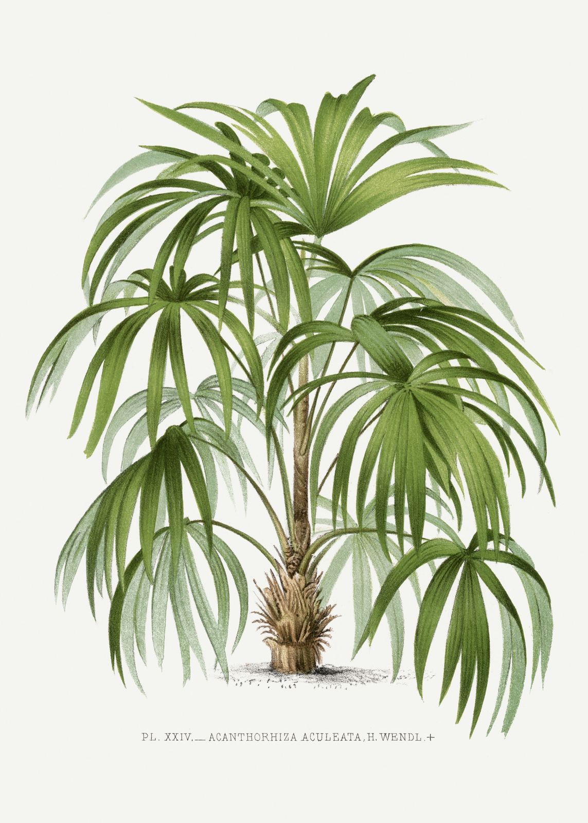 Poster - Botanisk Växtillustration