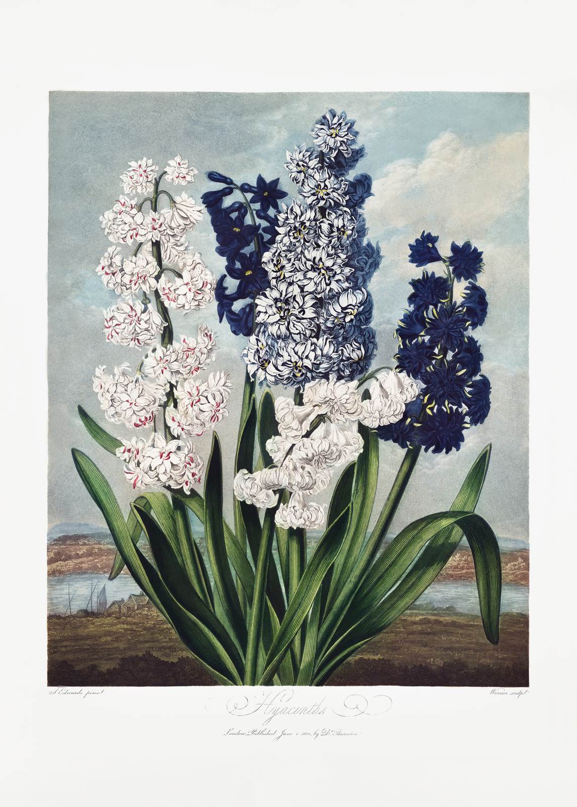 Poster - Hyacint Botanisk Konst