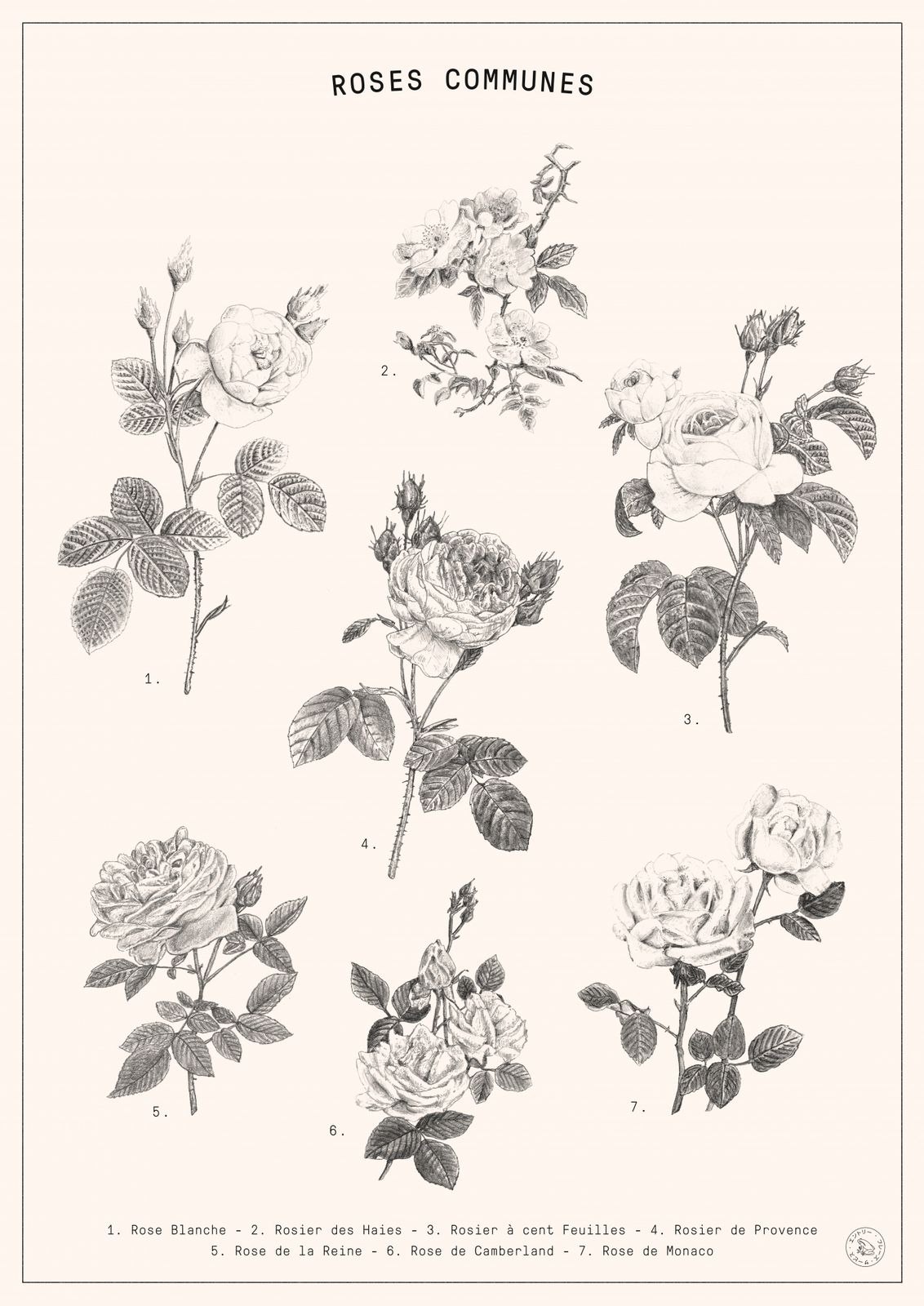 Poster - Roses Communes