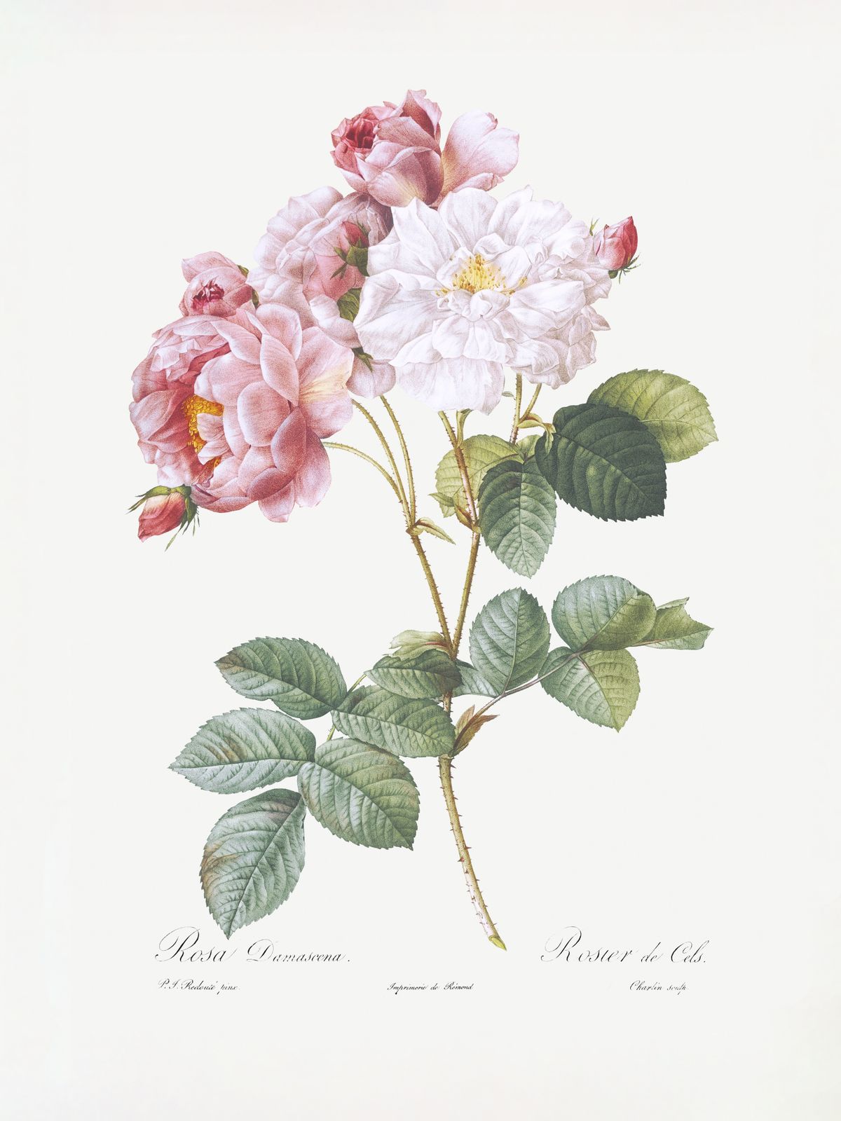 Poster - Rosa Damascena
