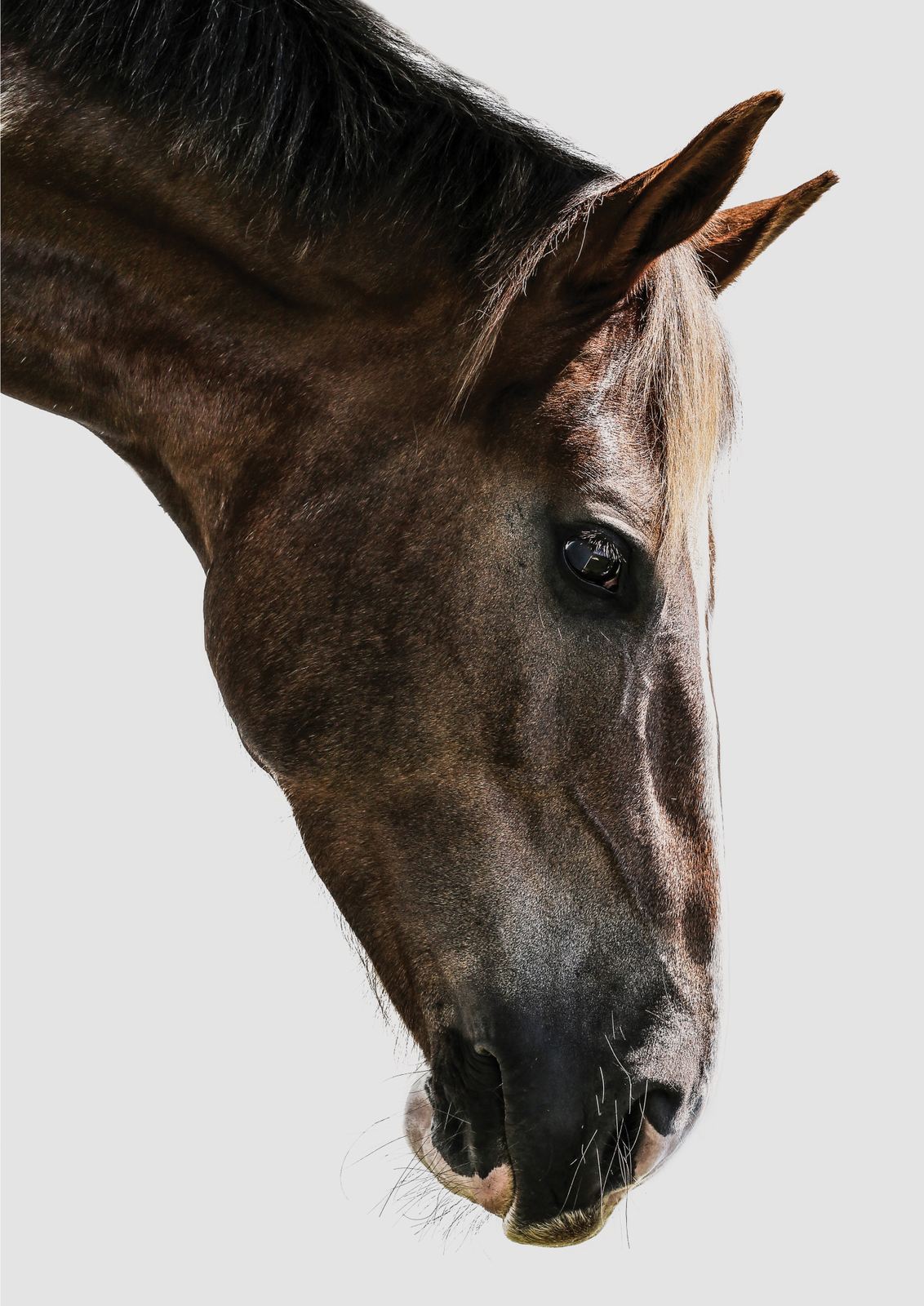 Poster - Hästporträtt