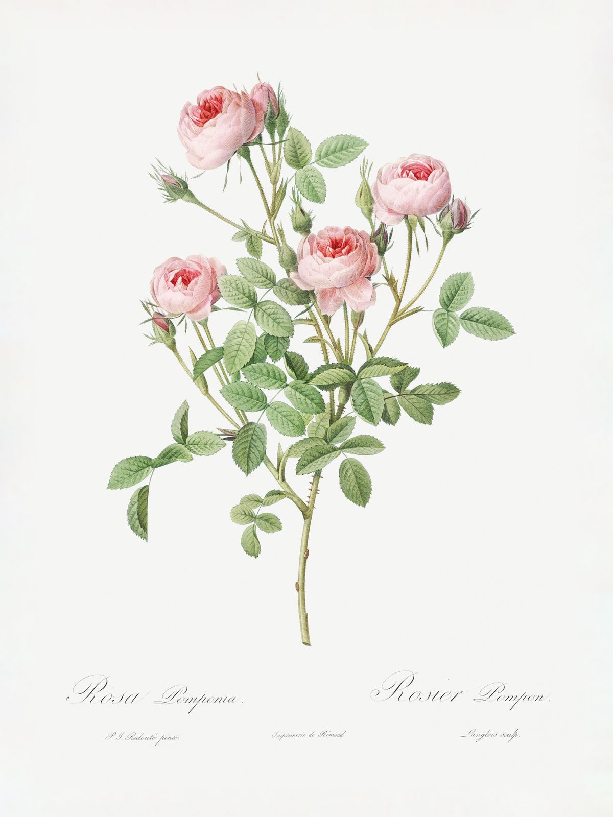 Poster - Rosa Pompon