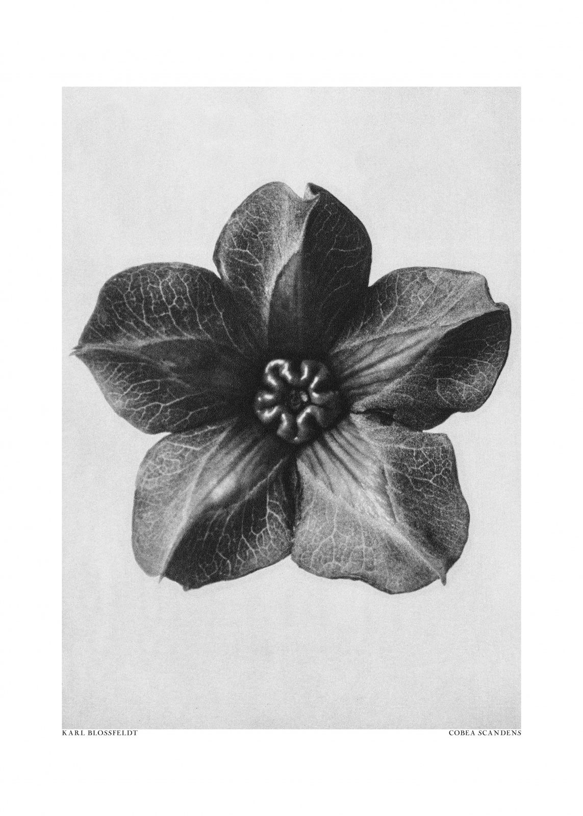 Affisch - Cobaea Scandens Blomma av Karl Blossfeldt