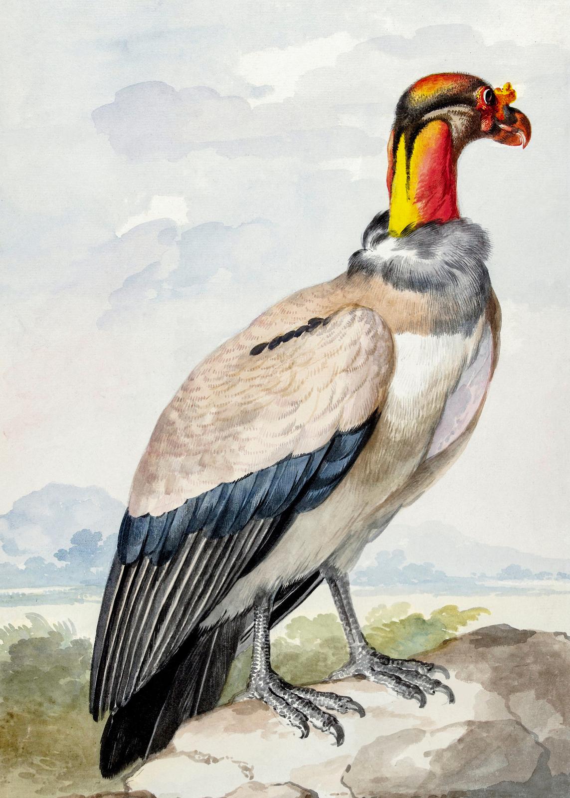 Poster - Aert Schouman Fågelkonst
