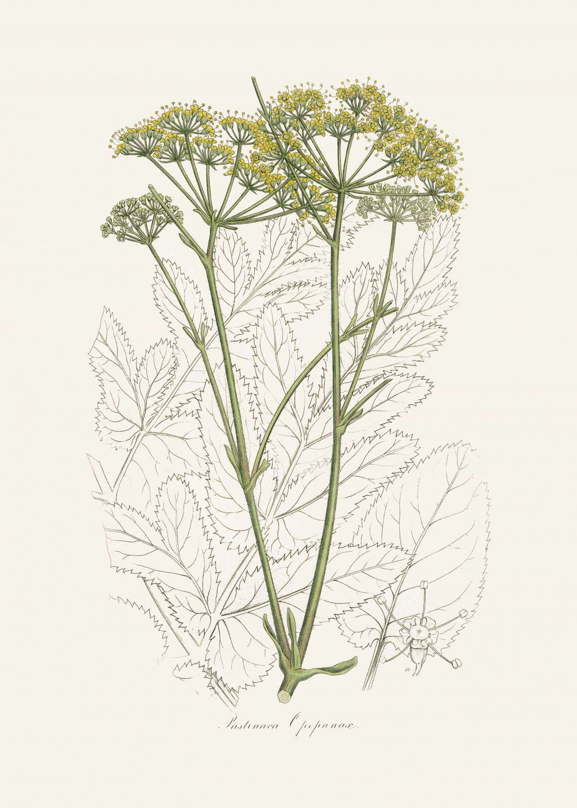 Poster - Botanisk Illustration