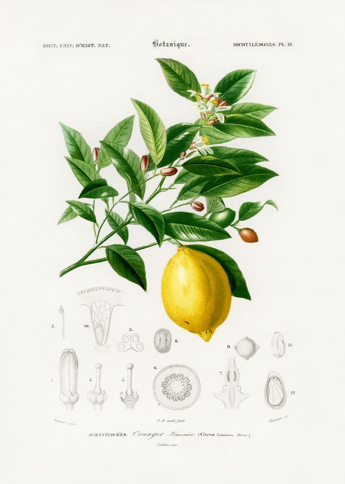 Poster - Botanisk Citronillustration