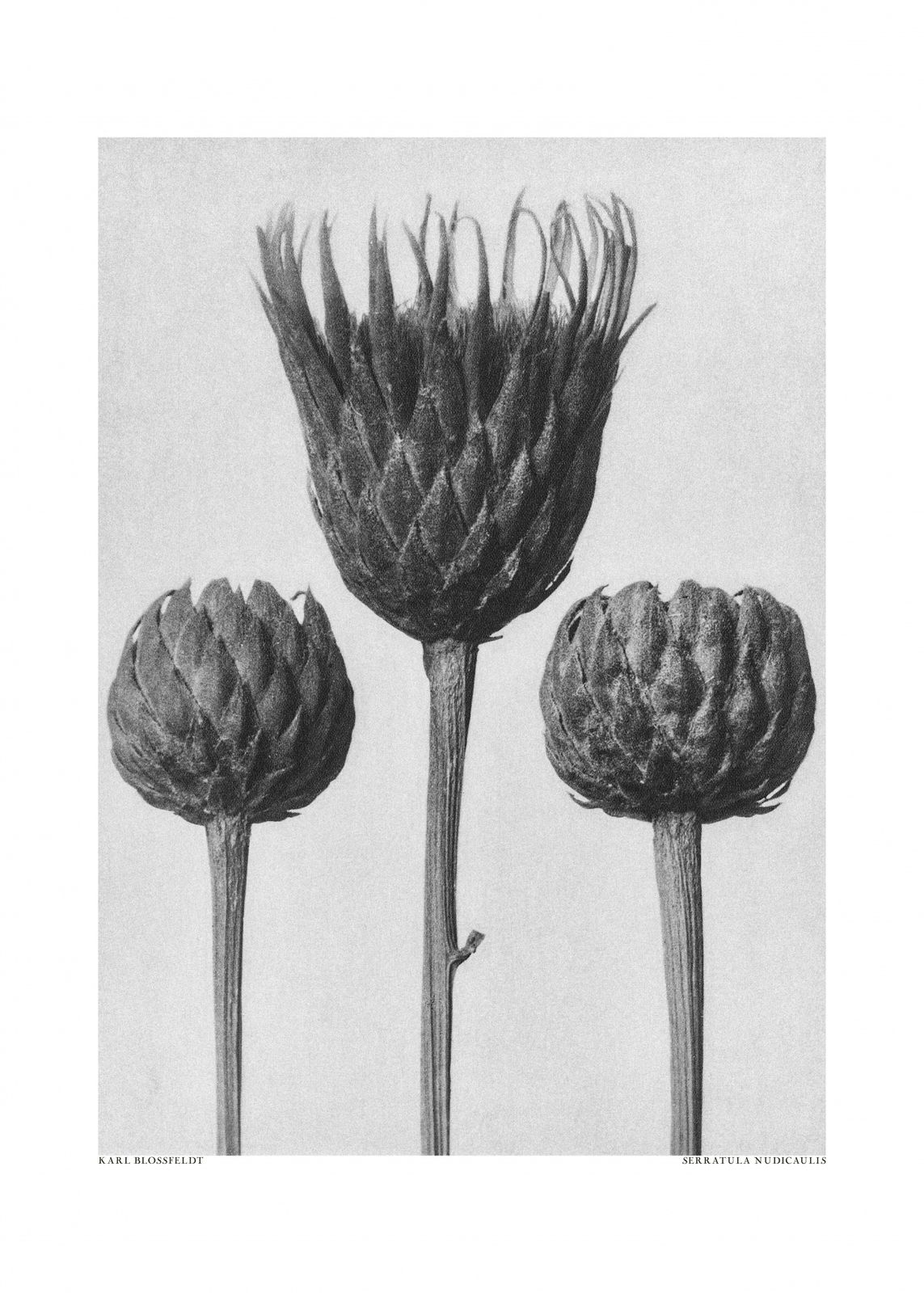 Poster - Serratula Nudicaulis