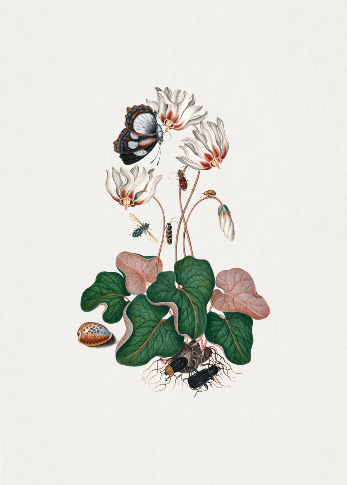 Poster - Botaniska Insekter