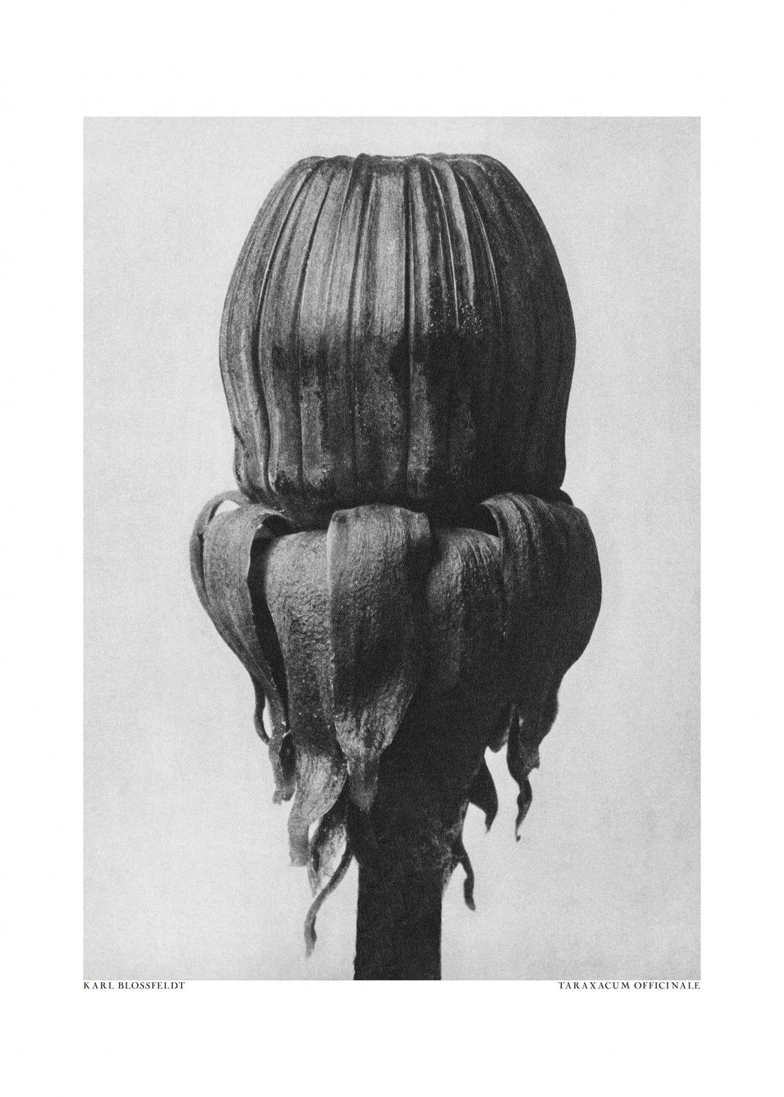Poster - Taraxacum Officinale av Karl Blossfeldt