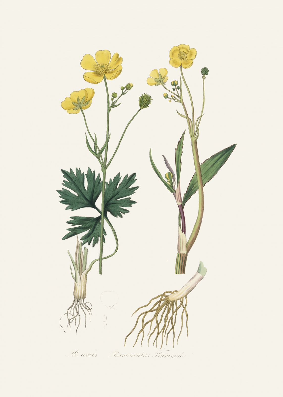 Poster - Botanisk Illustration