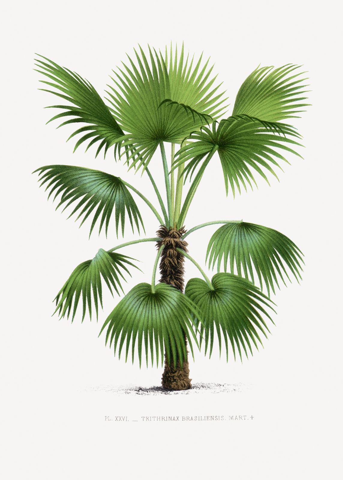 Poster - Trithrinax Braziliensis